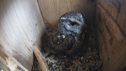 Eastern Screech Owl Nest Box Live Webcam - Feb 8, 2026, 11:09am CST