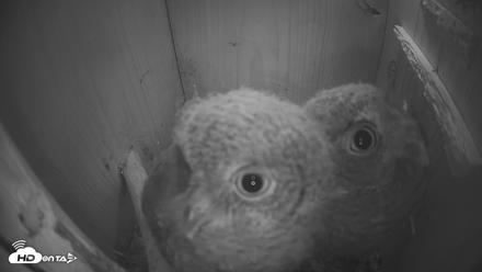 Eastern Screech Owl Nest Box Live Webcam - Apr 21, 2026, 9:47pm CDT