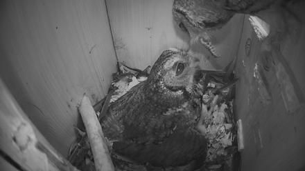 Eastern Screech Owl Nest Box Live Webcam - Mar 20, 2026, 2:05am CDT