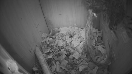 Eastern Screech Owl Nest Box Live Webcam - Jan 26, 2026, 12:17am CST