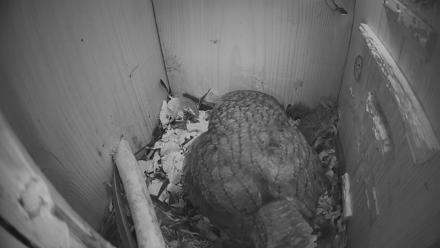 Eastern Screech Owl Nest Box Live Webcam - Mar 18, 2026, 11:48pm CDT