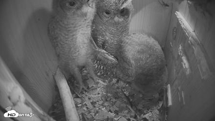Eastern Screech Owl Nest Box Live Webcam - Apr 17, 2026, 6:42am CDT