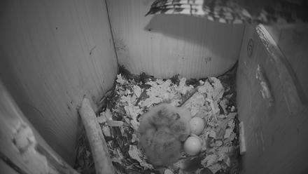 Eastern Screech Owl Nest Box Live Webcam - Mar 25, 2026, 7:23am CDT