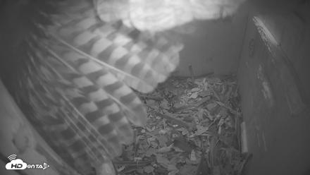 Eastern Screech Owl Nest Box Live Webcam - Apr 20, 2026, 8:08pm CDT