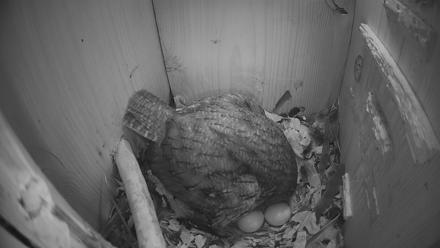 Eastern Screech Owl Nest Box Live Webcam - Mar 17, 2026, 11:14pm CDT