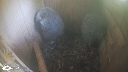 Eastern Screech Owl Nest Box Live Webcam - Apr 19, 2026, 4:54pm CDT