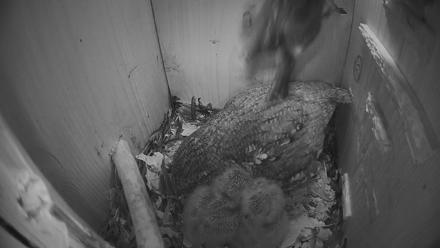 Eastern Screech Owl Nest Box Live Webcam - Mar 27, 2026, 4:42am CDT