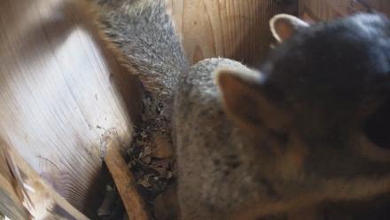 Eastern Screech Owl Nest Box Live Webcam - Jan 13, 2026, 12:28pm CST