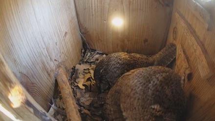 Eastern Screech Owl Nest Box Live Webcam - Feb 21, 2026, 1:24pm CST
