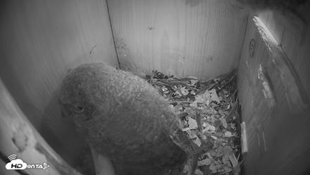 Eastern Screech Owl Nest Box Live Webcam - Apr 21, 2026, 8:02pm CDT