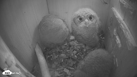 Eastern Screech Owl Nest Box Live Webcam - Apr 14, 2026, 2:24am CDT
