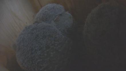 Snapshot Preview Image