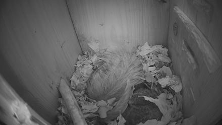 Eastern Screech Owl Nest Box Live Webcam - Jan 25, 2026, 3:26am CST