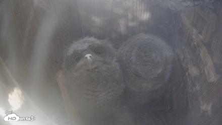 Eastern Screech Owl Nest Box Live Webcam - Apr 20, 2026, 1:44pm CDT