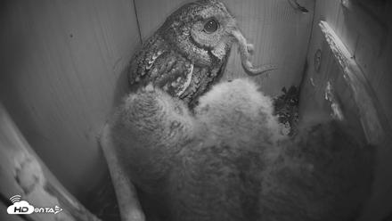 Eastern Screech Owl Nest Box Live Webcam - Apr 11, 2026, 12:54am CDT