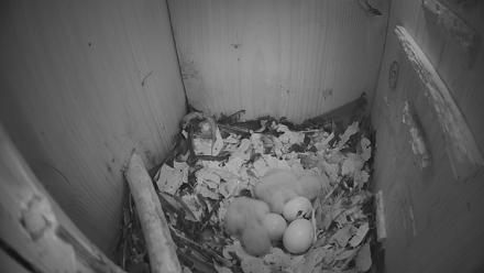 Eastern Screech Owl Nest Box Live Webcam - Mar 21, 2026, 6:55am CDT