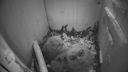 Eastern Screech Owl Nest Box Live Webcam - Apr 1, 2026, 11:11pm CDT