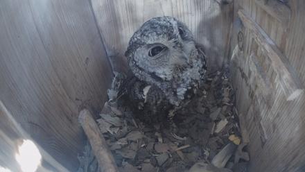 Eastern Screech Owl Nest Box Live Webcam - Feb 9, 2026, 12:35pm CST