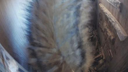 Eastern Screech Owl Nest Box Live Webcam - Dec 30, 2025, 10:46am CST