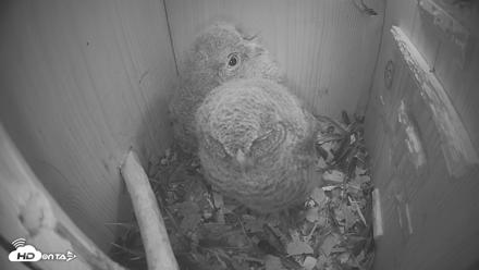 Eastern Screech Owl Nest Box Live Webcam - Apr 19, 2026, 9:04am CDT