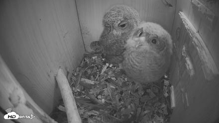 Eastern Screech Owl Nest Box Live Webcam - Apr 18, 2026, 9:57pm CDT