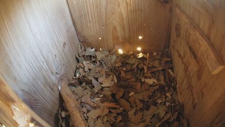 Eastern Screech Owl Nest Box Live Webcam - Feb 5, 2026, 9:56am CST