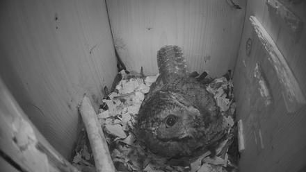 Eastern Screech Owl Nest Box Live Webcam - Feb 28, 2026, 8:55pm CST