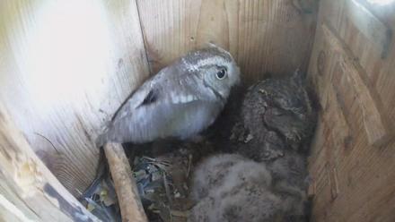 Eastern Screech Owl Nest Box Live Webcam - Apr 5, 2026, 12:18pm CDT