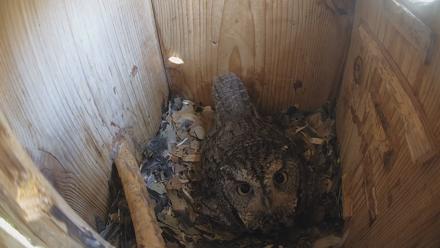 Eastern Screech Owl Nest Box Live Webcam - Mar 15, 2026, 11:35am CDT