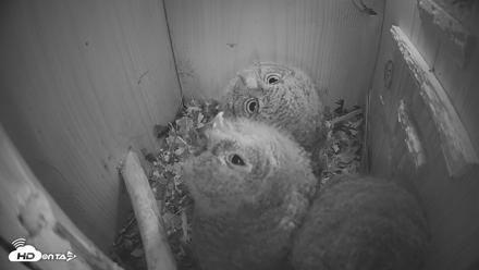 Eastern Screech Owl Nest Box Live Webcam - Apr 15, 2026, 8:48pm CDT