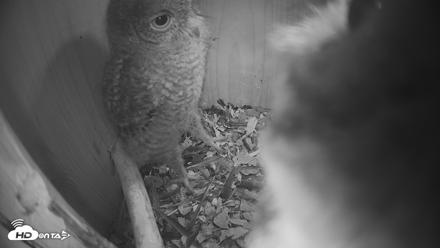 Eastern Screech Owl Nest Box Live Webcam - Apr 22, 2026, 10:14pm CDT