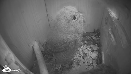 Eastern Screech Owl Nest Box Live Webcam - Apr 14, 2026, 5:45am CDT