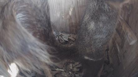 Eastern Screech Owl Nest Box Live Webcam - Jan 19, 2026, 10:19am CST