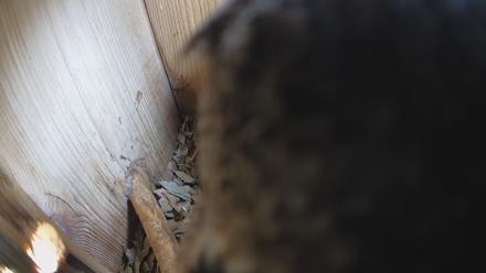 Eastern Screech Owl Nest Box Live Webcam - Feb 9, 2026, 1:43pm CST