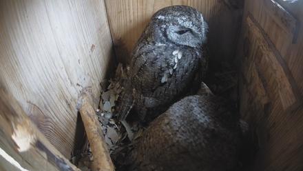 Eastern Screech Owl Nest Box Live Webcam - Feb 10, 2026, 8:51am CST