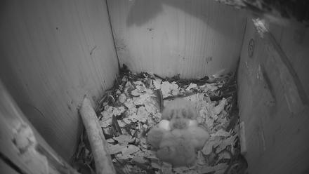 Eastern Screech Owl Nest Box Live Webcam - Mar 24, 2026, 1:57am CDT