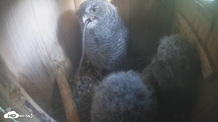 Eastern Screech Owl Nest Box Live Webcam - Apr 17, 2026, 8:24am CDT