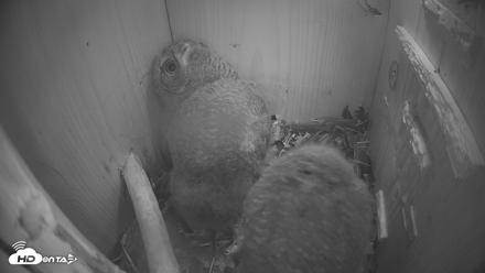 Eastern Screech Owl Nest Box Live Webcam - Apr 14, 2026, 2:29am CDT