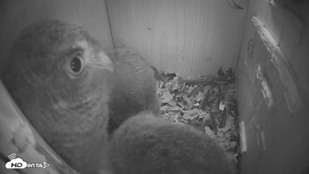 Eastern Screech Owl Nest Box Live Webcam - Apr 14, 2026, 2:28am CDT