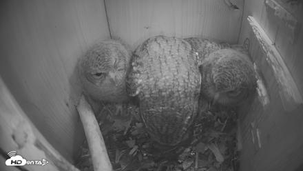 Eastern Screech Owl Nest Box Live Webcam - Apr 21, 2026, 9:55pm CDT