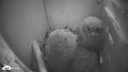 Eastern Screech Owl Nest Box Live Webcam - Apr 13, 2026, 6:18am CDT