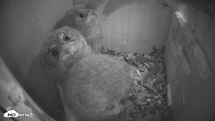 Eastern Screech Owl Nest Box Live Webcam - Apr 17, 2026, 6:37am CDT