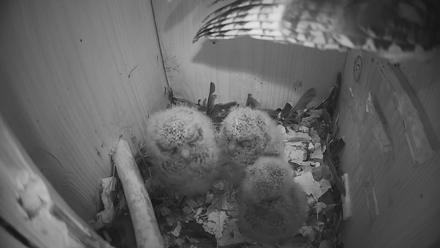 Eastern Screech Owl Nest Box Live Webcam - Apr 1, 2026, 8:26pm CDT