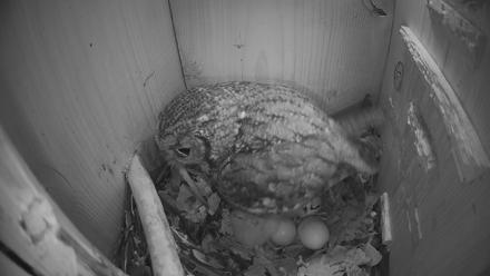 Eastern Screech Owl Nest Box Live Webcam - Mar 21, 2026, 6:14am CDT
