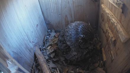 Eastern Screech Owl Nest Box Live Webcam - Feb 7, 2026, 7:57am CST