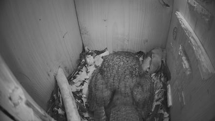 Eastern Screech Owl Nest Box Live Webcam - Mar 20, 2026, 5:47am CDT