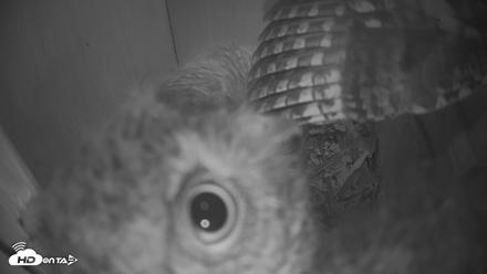 Eastern Screech Owl Nest Box Live Webcam - Apr 15, 2026, 7:41pm CDT