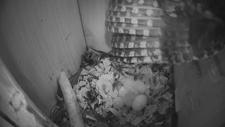 Eastern Screech Owl Nest Box Live Webcam - Mar 20, 2026, 2:00am CDT