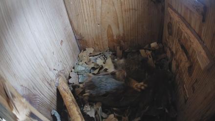 Eastern Screech Owl Nest Box Live Webcam - Jan 24, 2026, 9:40am CST