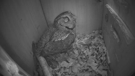 Eastern Screech Owl Nest Box Live Webcam - Feb 4, 2026, 5:41am CST